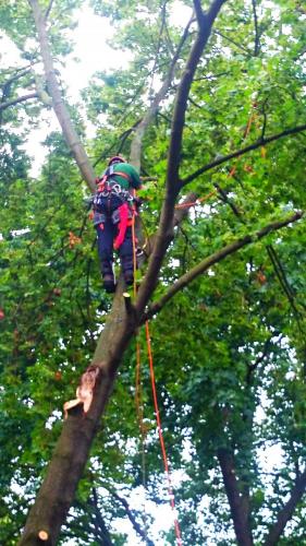 Baumpflege mittels Klettertechnik und Hubsteiger